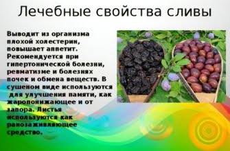 Слива: полезные свойства