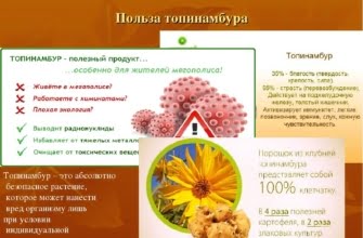 «Земляная груша» – топинамбур: свойства и пищевая ценность